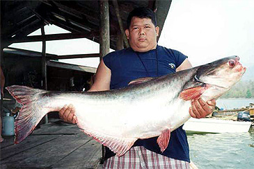 Record photograph for Pangasianodon hypophthalmus